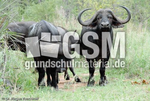 Afrikanischer Büffel (100 von 102).jpg